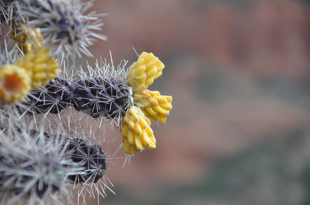 cactus flower sedona