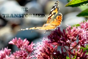 BE TRASNFORMED, butterfly