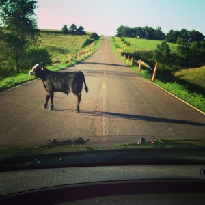 cow on road