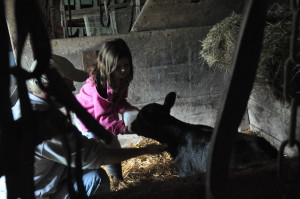 feeding bucket calf