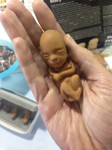 model of fetus