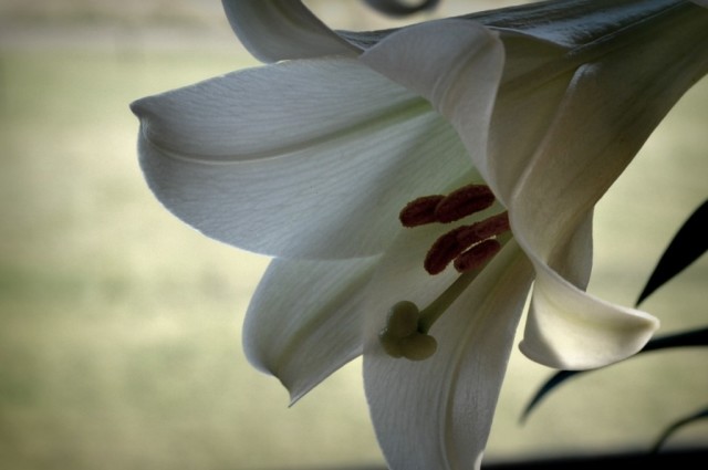 dyinglily-1024x680