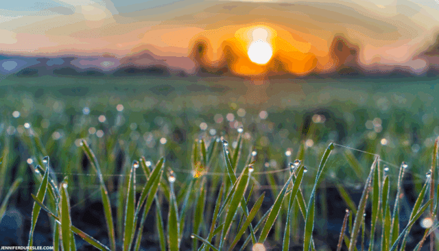 a peaceful morning sunrise over a field
