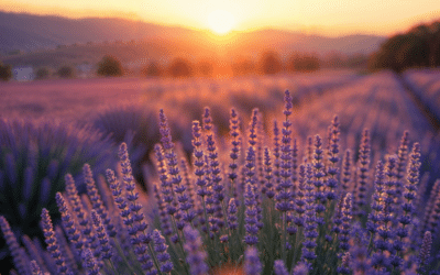 Morning Prayer For My Children: One Powerful Way To Pray